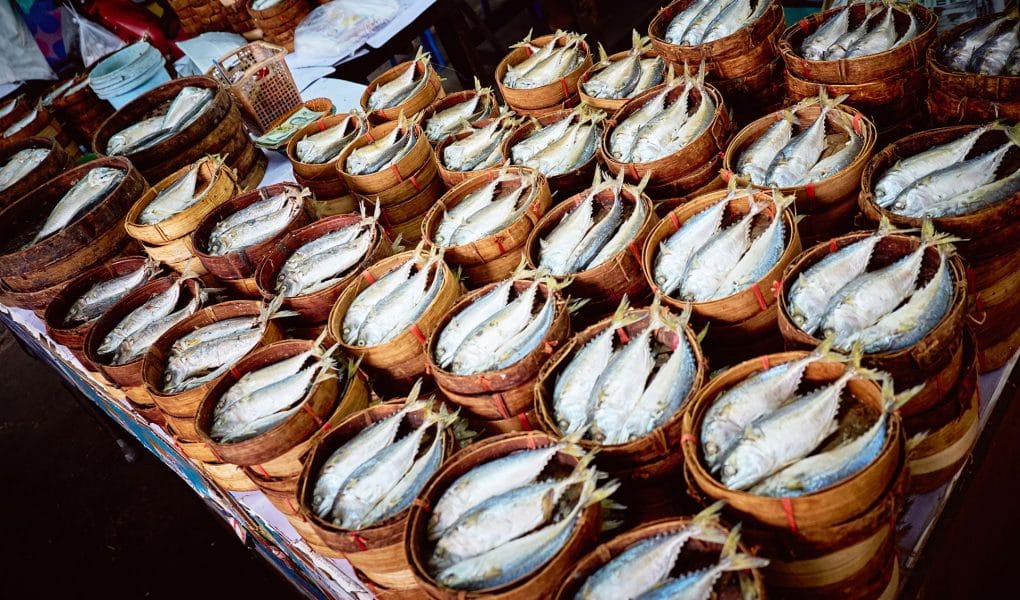 fisch-chiang-mai-thailand