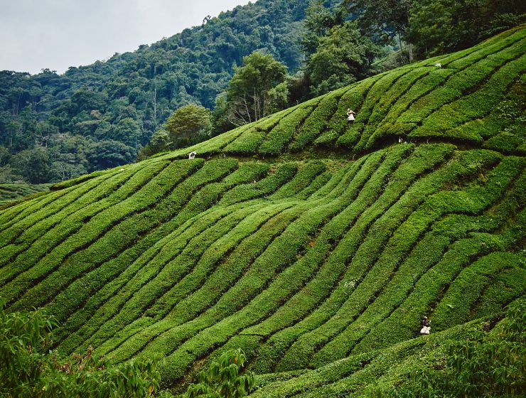Teeplantage-Cameron-Highlands-Malaysia