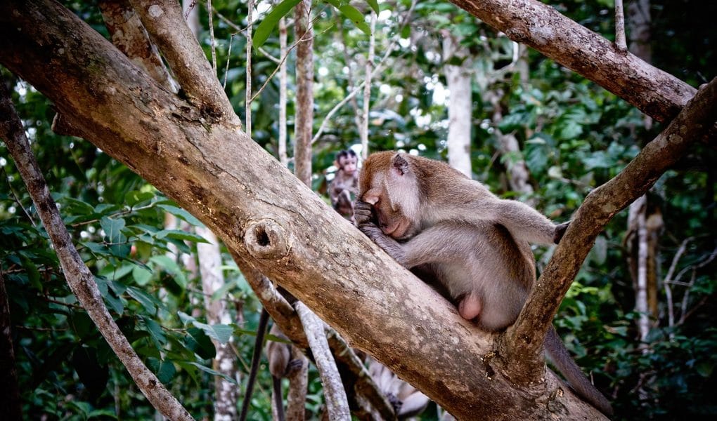 Affe-Kinabatangan-Malaysia