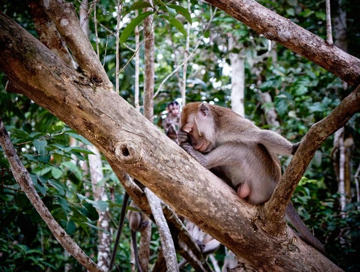 Affe-Kinabatangan-Malaysia