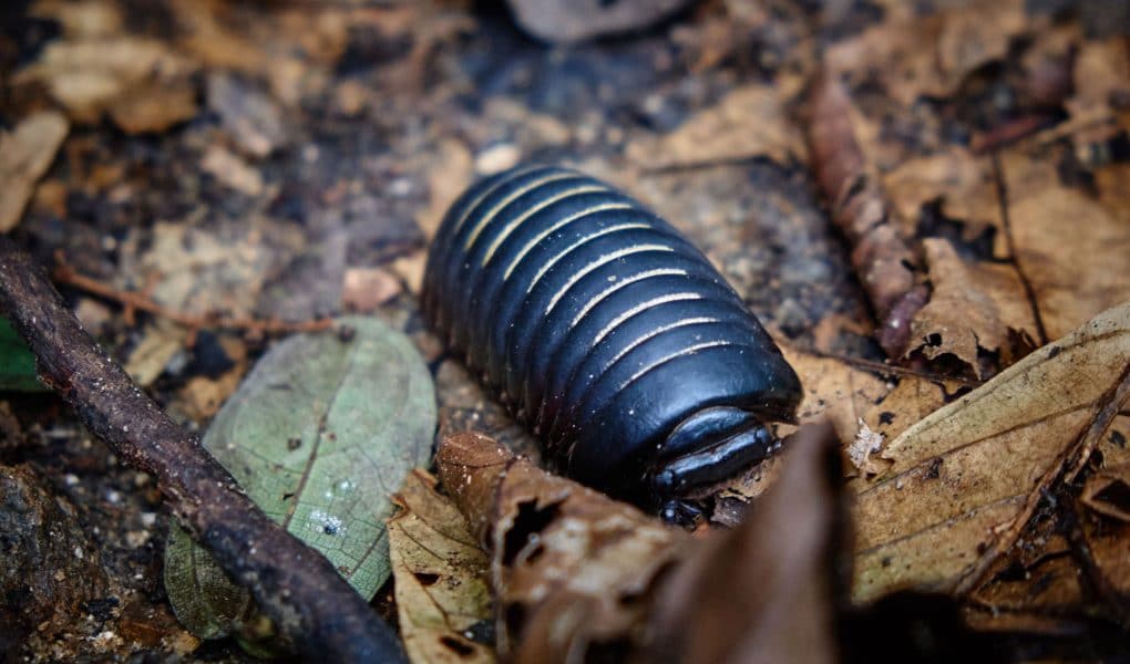 Käfer-Poring-Malaysia