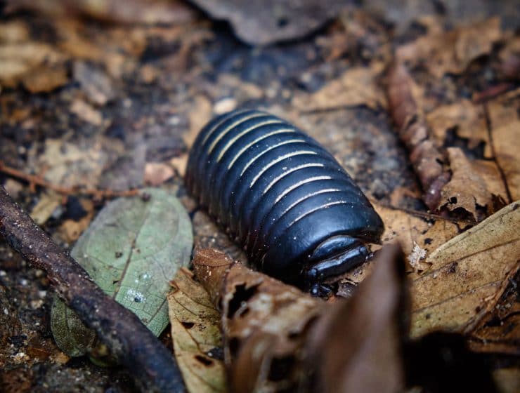 Käfer-Poring-Malaysia