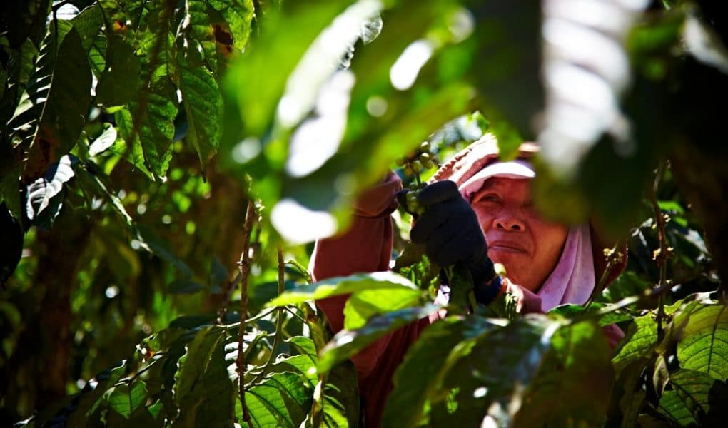kaffee-ernte-vietnam