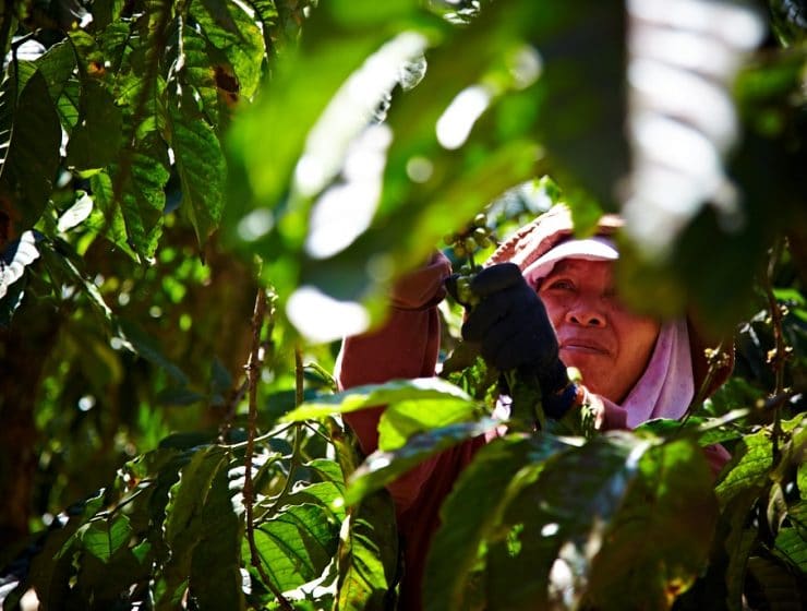 kaffee-ernte-vietnam