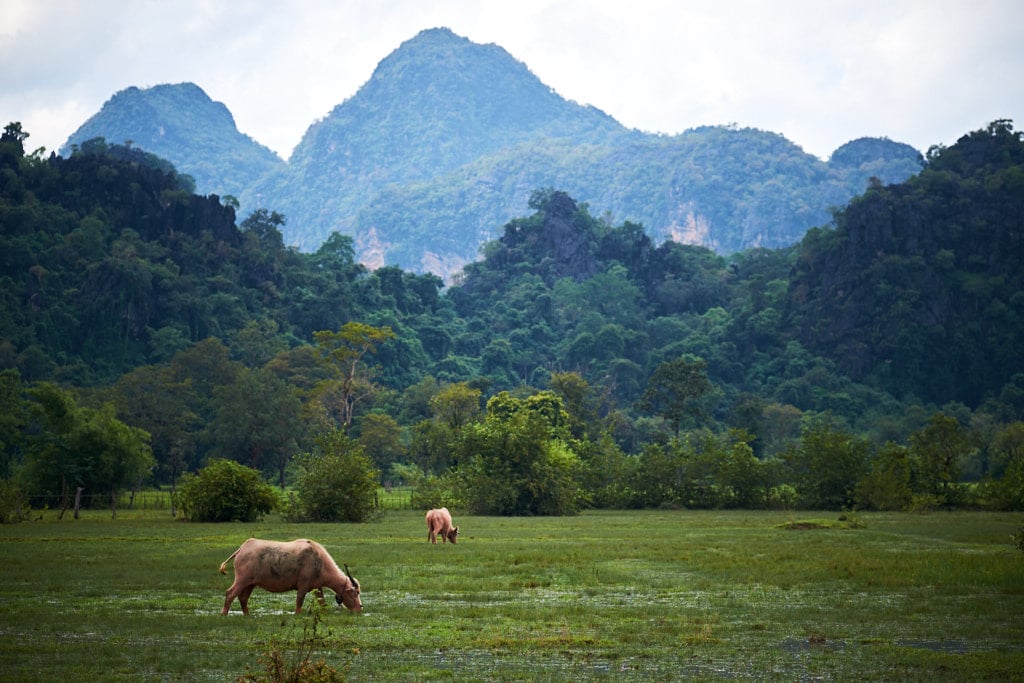 Ein Büffel in Laos